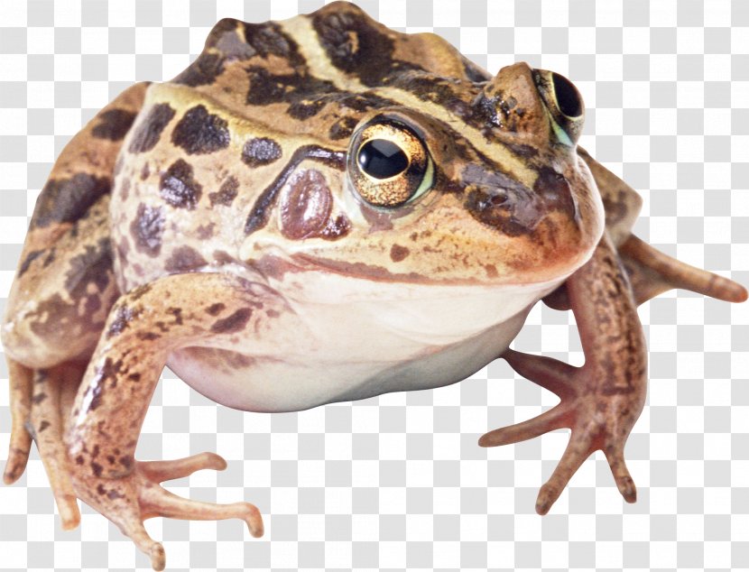 True Frog Toad - Restaurant Transparent PNG