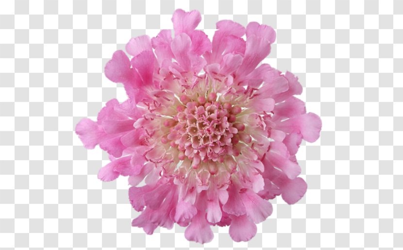 Pink Flowers Garden Roses Desktop Wallpaper - Rose - Flower Transparent PNG