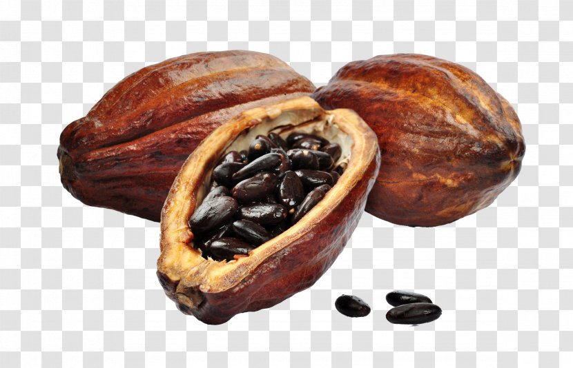 Hot Chocolate Cacao Tree Cocoa Bean Solids Transparent PNG
