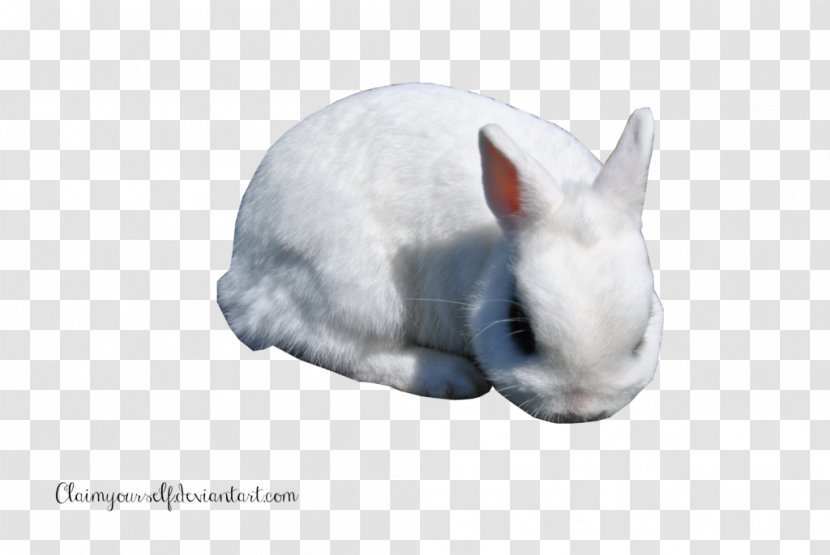 Domestic Rabbit - Tail - White Clipart Transparent PNG