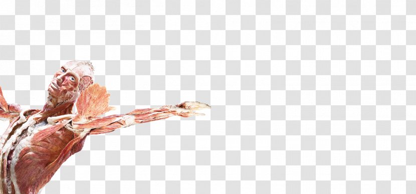 Human Body Finger Anatomy Hand Skeleton - Frame Transparent PNG