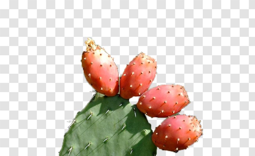 Barbary Fig Strawberry Eastern Prickly Pear Nopal Transparent PNG