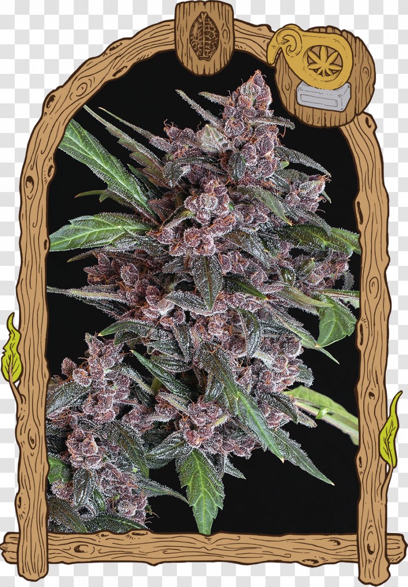Skunk Autoflowering Cannabis Kush Sativa - Hybrid Transparent PNG