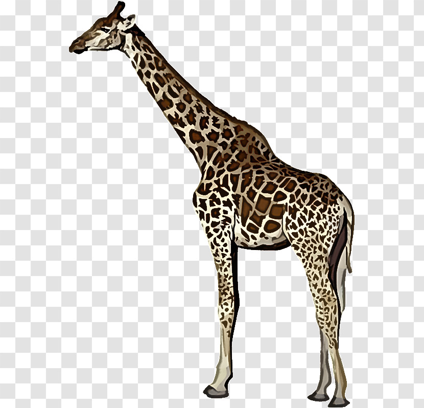 Giraffe Terrestrial Plant Giraffids Biology Science Transparent PNG