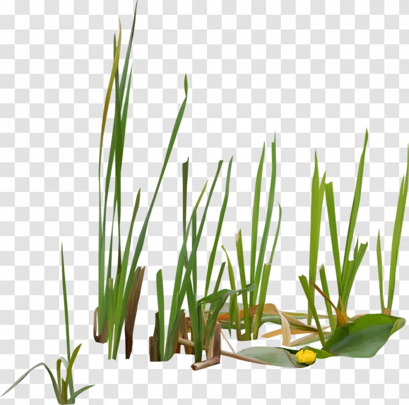 Typha Orientalis Vodyanoy Scirpus Swamp Reed - Sweet Grass Transparent PNG