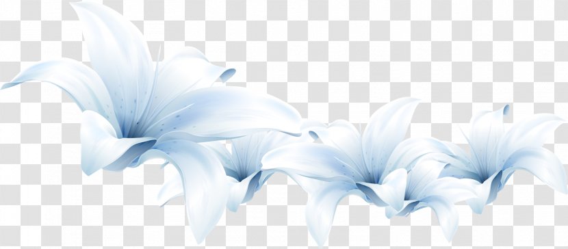 Flower Lilium White - Flowering Plant - Apricot Transparent PNG
