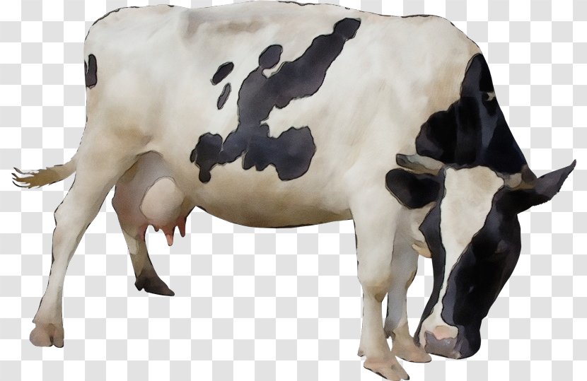 Watercolor Animal - Livestock - Bull Figure Transparent PNG