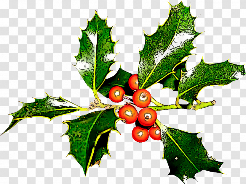 Christmas Holly Ilex Holly Transparent PNG