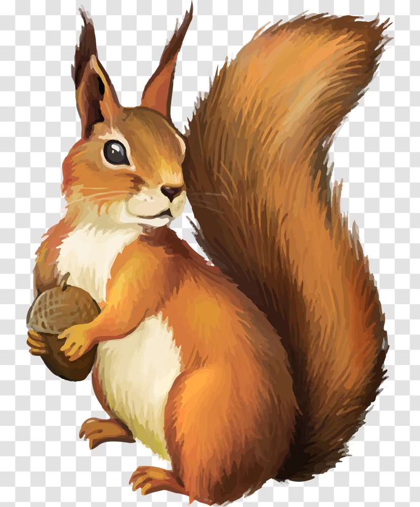 Squirrel Chipmunk Clip Art - Royaltyfree Transparent PNG