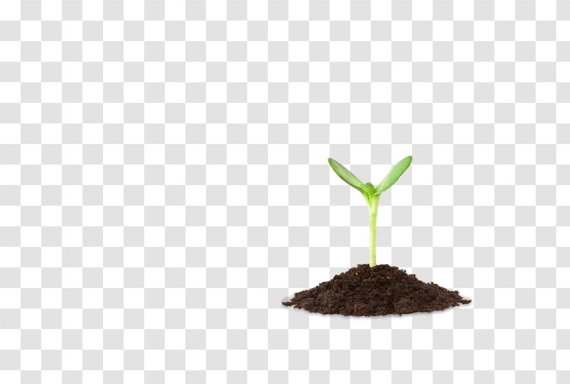 Soil Germination - Gratis - Tree Transparent PNG