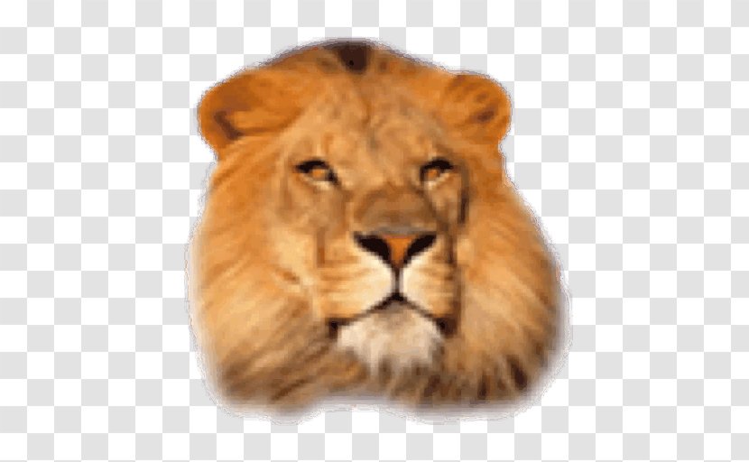 Big Cat Leopard African Lion Desktop Wallpaper - Mammal Transparent PNG