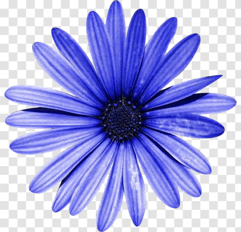 Gerbera Oxeye Daisy Violet - Cobalt Blue Transparent PNG