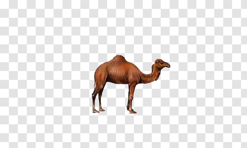 Bactrian Camel Dromedary Transparent PNG