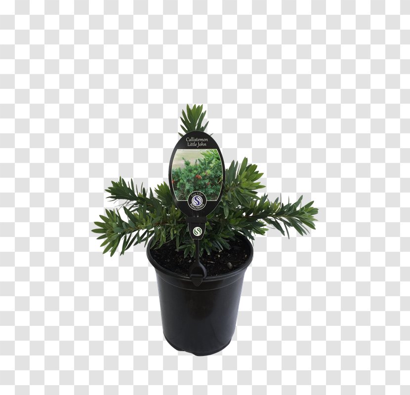 Houseplant Flowerpot Tree Shrub Transparent PNG