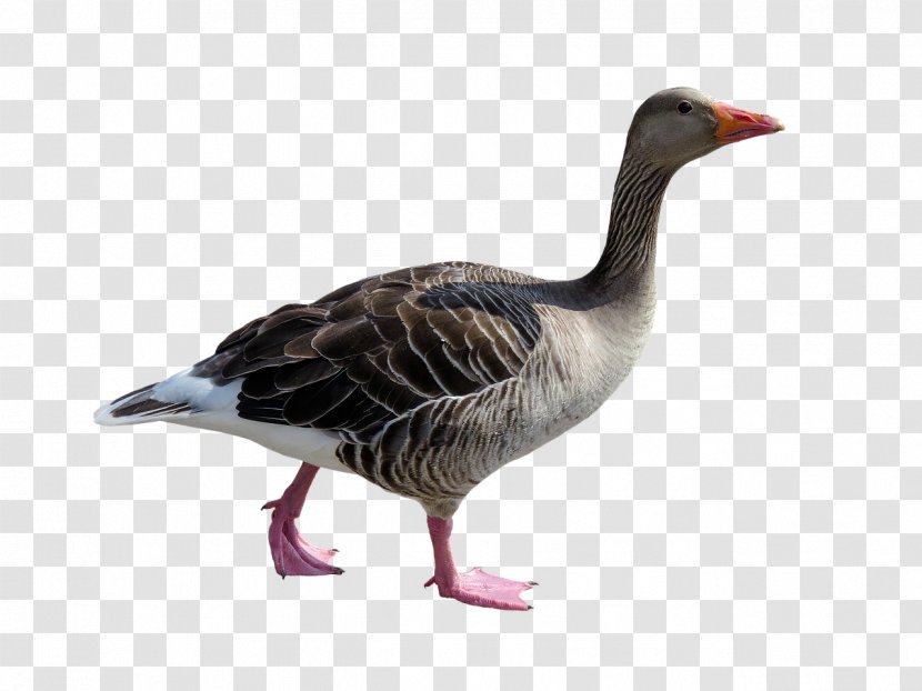 Goose Duck Bird Poultry Animal Transparent PNG