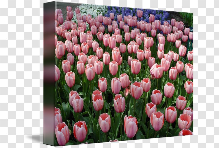 Tulip Floristry Cut Flowers Petal Pink M - Flowering Plant Transparent PNG