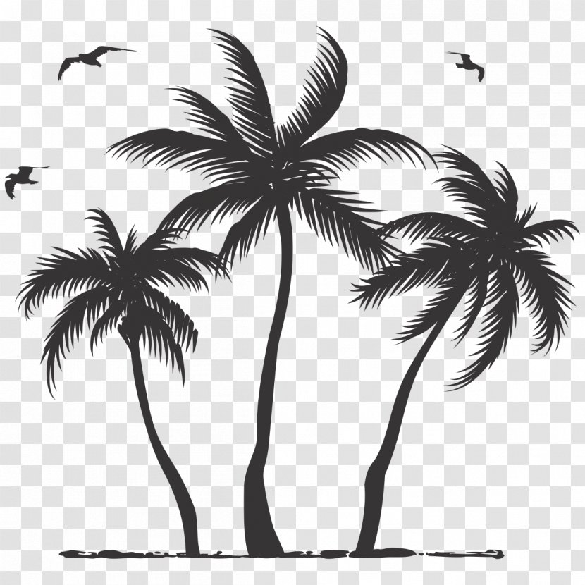 Coconut Asian Palmyra Palm Tree Arecaceae - Arecales Transparent PNG