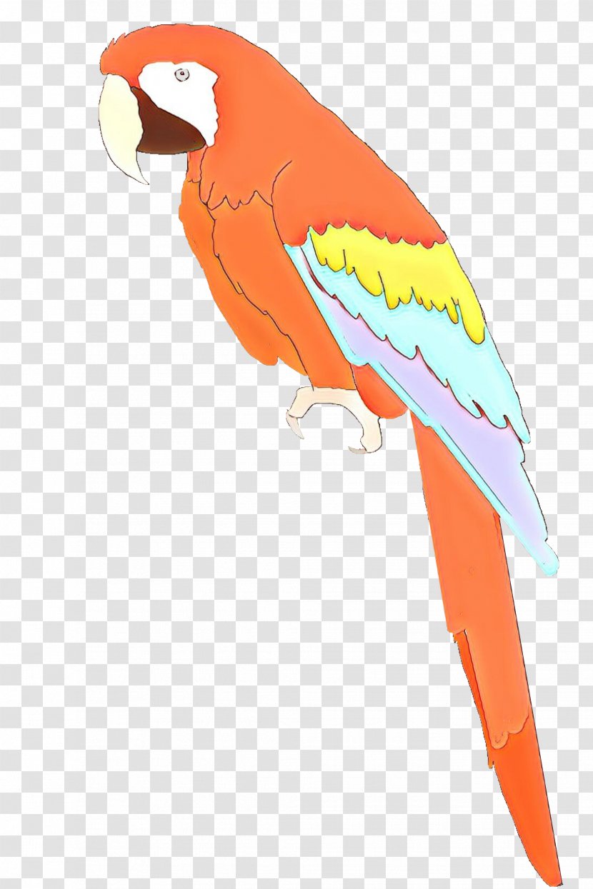 Bird Parrot - Budgie Orange Transparent PNG
