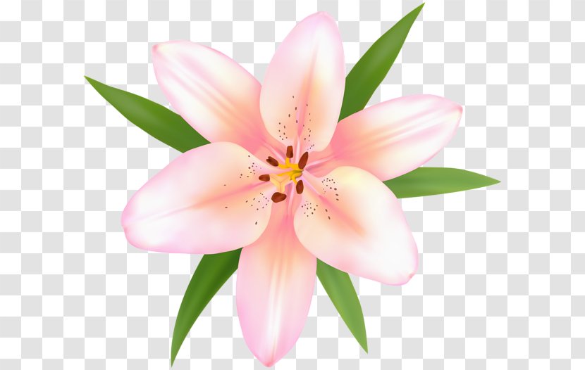 Lily Of The Incas Peruvian-lily Clip Art - Plant Transparent PNG