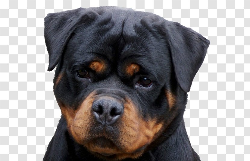 Rottweiler Puppy Golden Retriever Pet Dog Food - Breeder - Puppies Transparent PNG