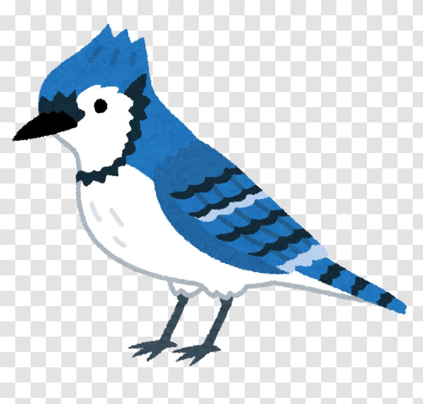 Cambridge Blue Jay Fort Atkinson Koshkonong Art Transparent PNG