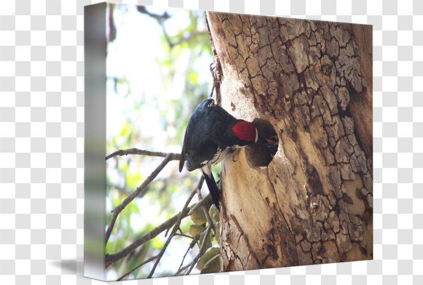 Woodpecker Fauna Beak - Sycamore Transparent PNG