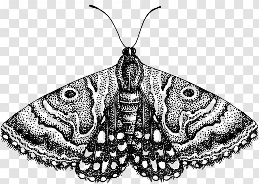 Moth Butterfly Clip Art - Black And White Transparent PNG
