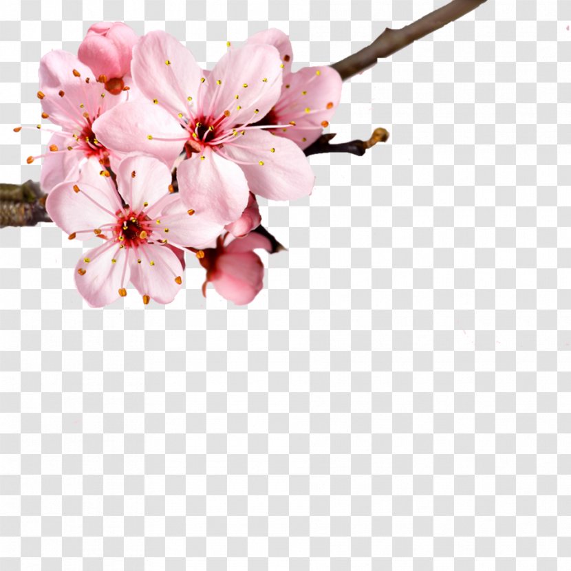 Cherry Blossom Flower Petal - Stockxchng - Pink Romantic Background Elements Figure Transparent PNG