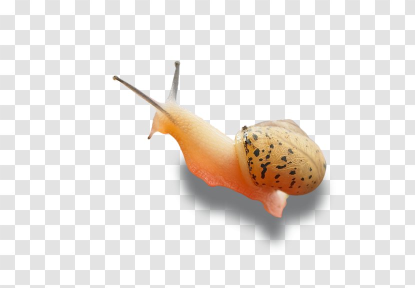 Snail Computer File - Graphics - Snails Transparent PNG