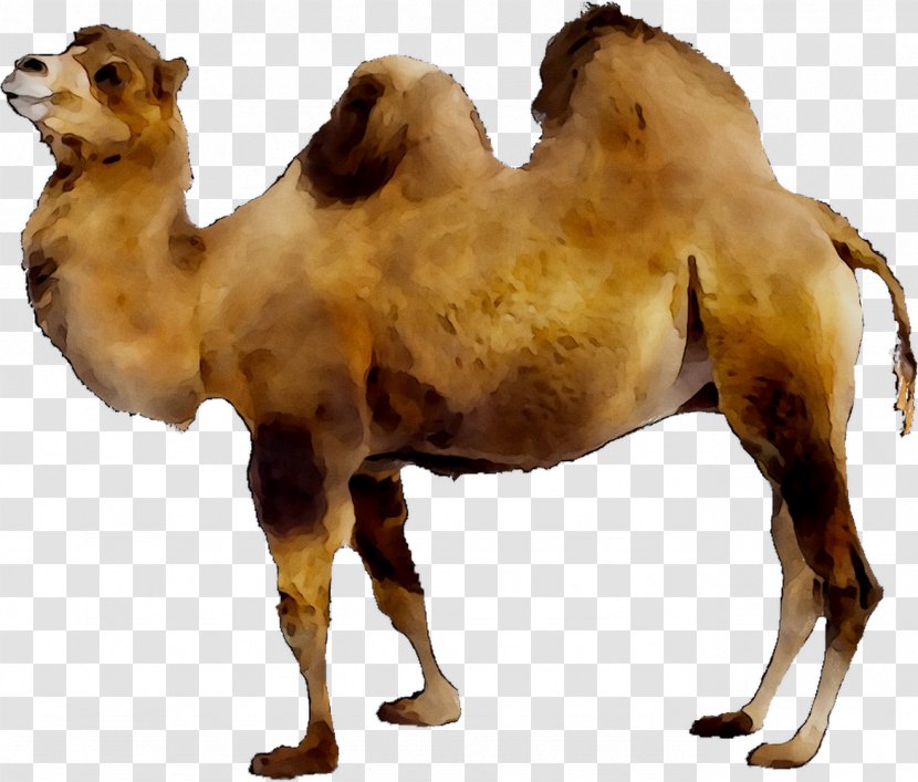 Dromedary Bactrian Camel Llama Australian Feral Camelops - Camelid - Animal Figure Transparent PNG