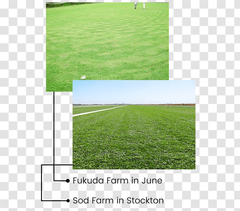 Lawn Groundcover Artificial Turf Irrigation Association Garden - Landscape - Alternative Dns Root Transparent PNG