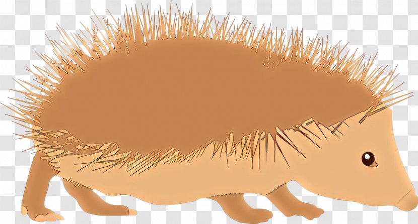 Domesticated Hedgehog Porcupine Image Sonic The Transparent PNG