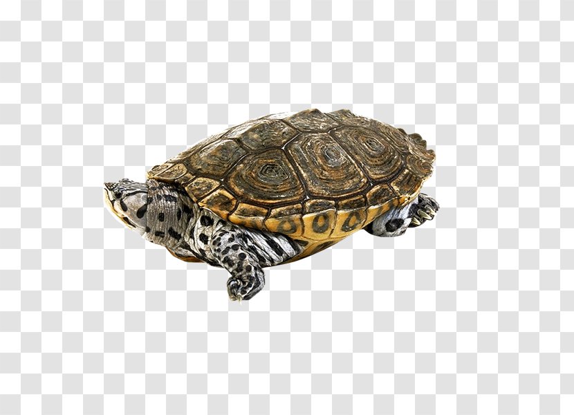 Box Turtles Tortoise - Turtle - Tortuga Transparent PNG