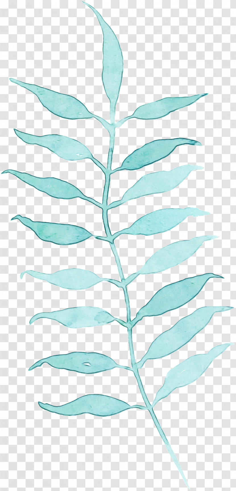 Leaf Plant Vascular Plant Tree Plant Stem Transparent PNG