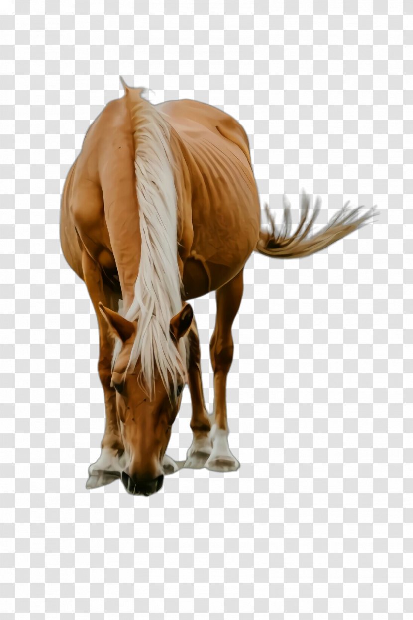 Mustang Mare Stallion Snout Naturism - Grazing - Pony Transparent PNG