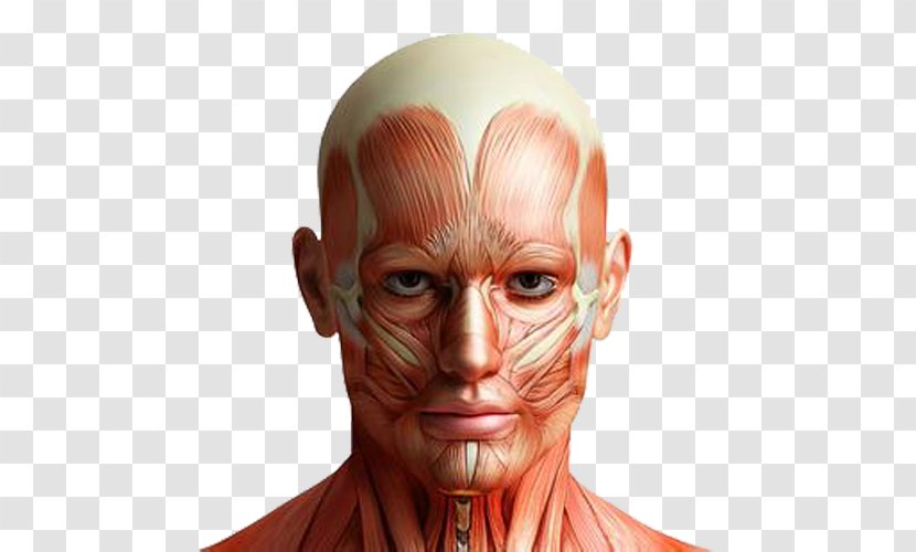 Mark Main Anatomy Human Body Facial Muscles - Silhouette - Simulated Stereoscopic Brain Meridian Map Transparent PNG