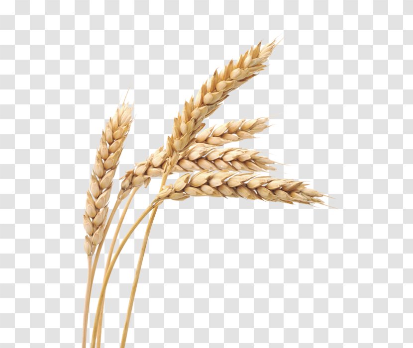 Ketenciler Wheat Grain Cereal - Organic Food Transparent PNG
