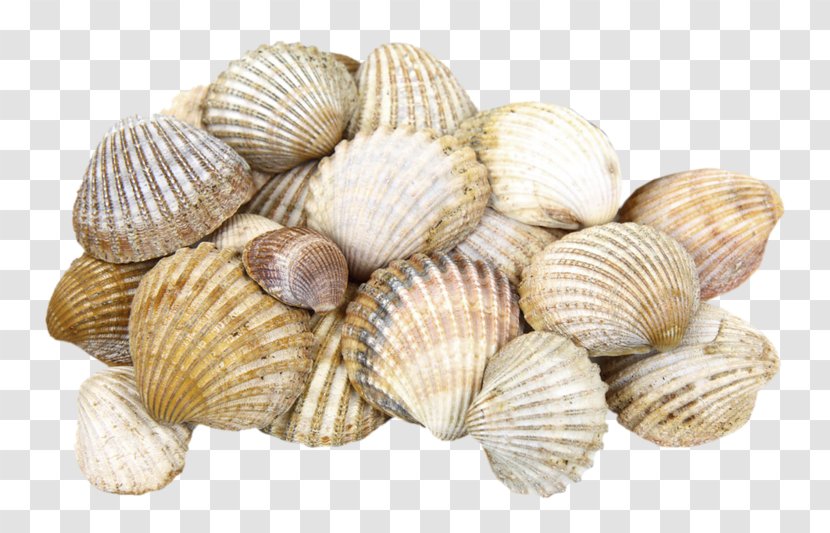 Shore Seashell Cockle Clam - Animal Source Foods - A Pile Of Seashells Transparent PNG