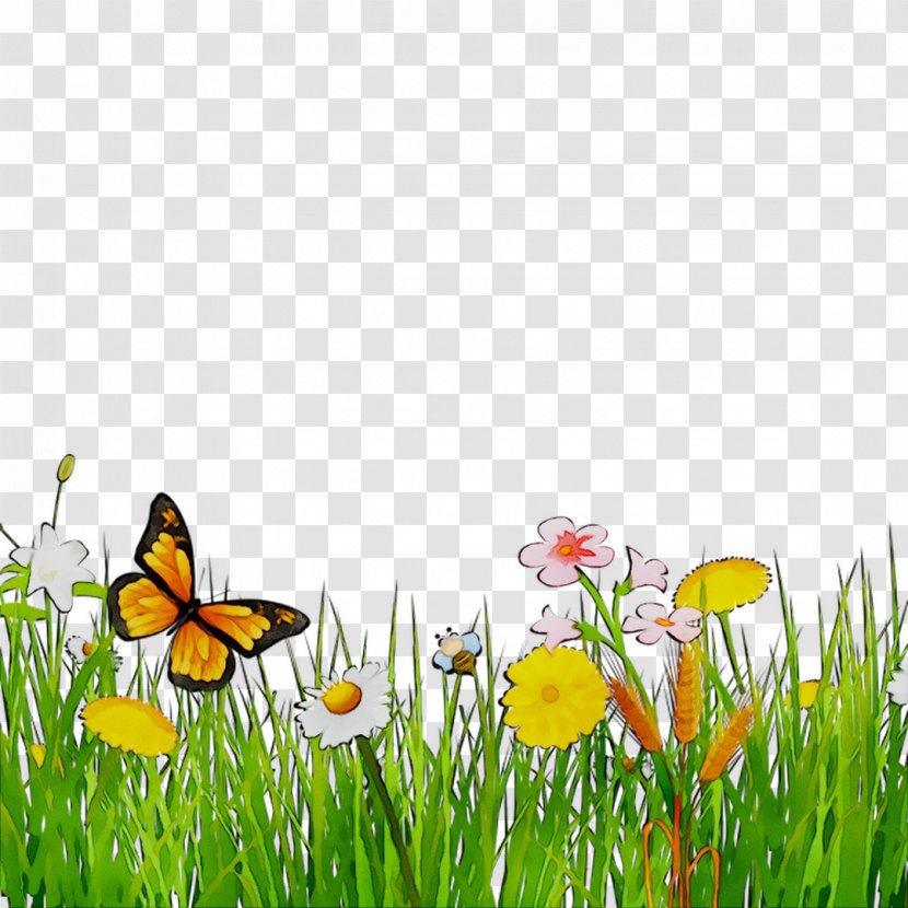 Brush-footed Butterflies Insect Desktop Wallpaper Computer Grasses - Plant - Lawn Transparent PNG