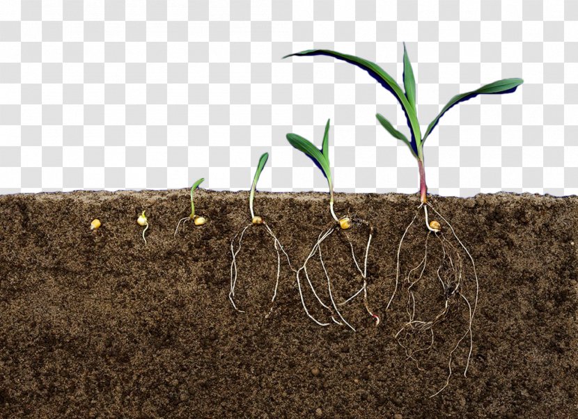 Earth Soil Terrain Plant Rhizome - Grass - Profile Transparent PNG