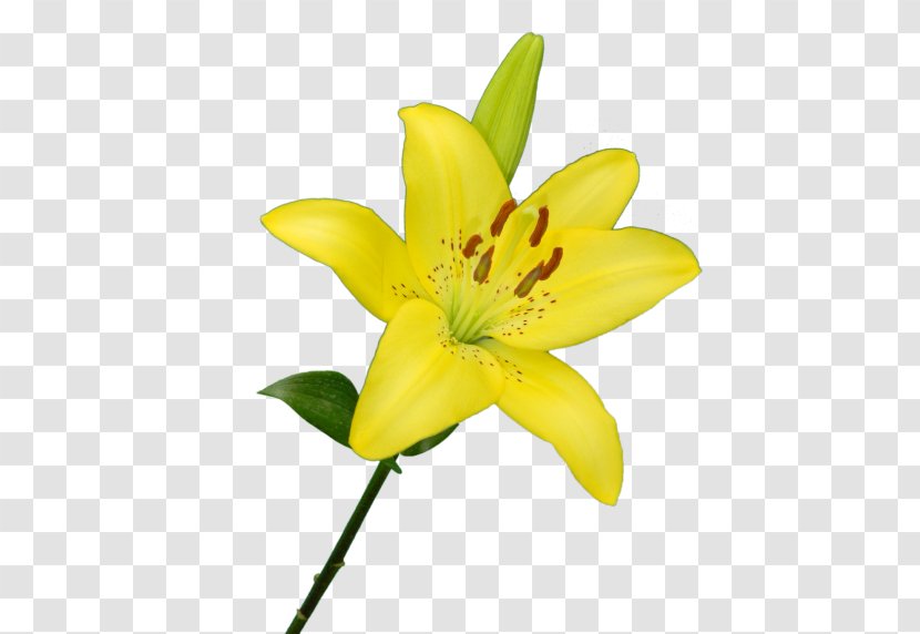 Lilium Yellow New Camellia Flowers Iguaçu Green - Lily Transparent PNG