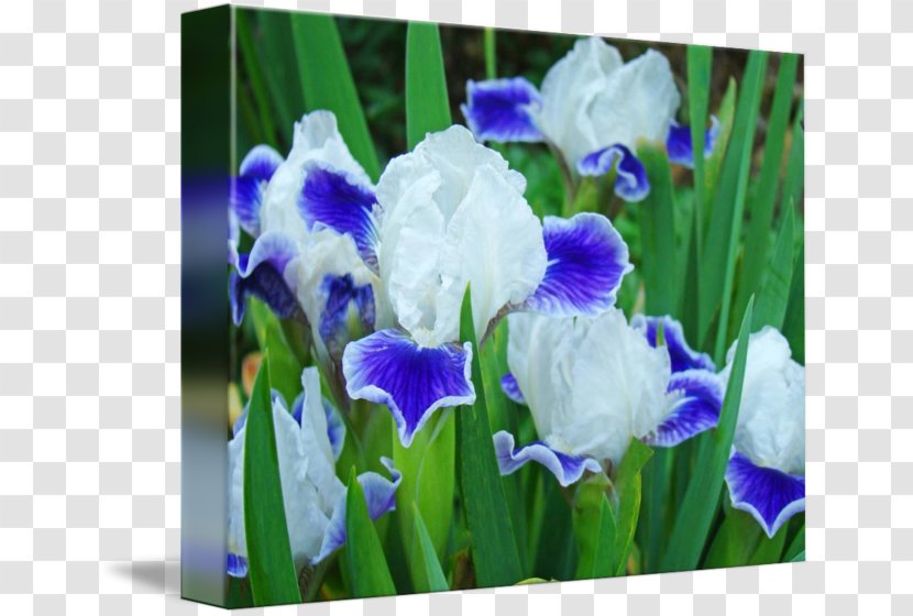 Orris Root Oil - Purple - Iris Flower Transparent PNG