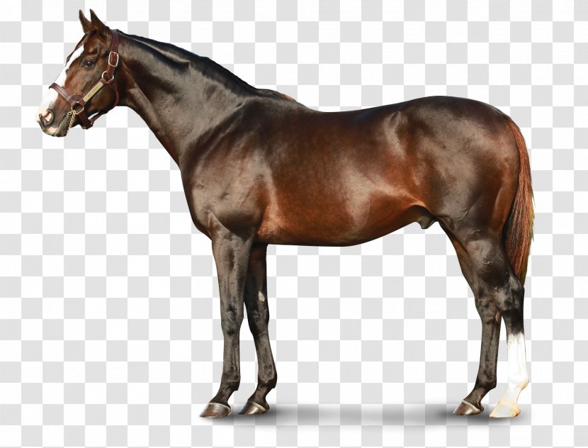 Thoroughbred Teofilo Stallion Equestrian Horse Racing - Harness - Race Transparent PNG