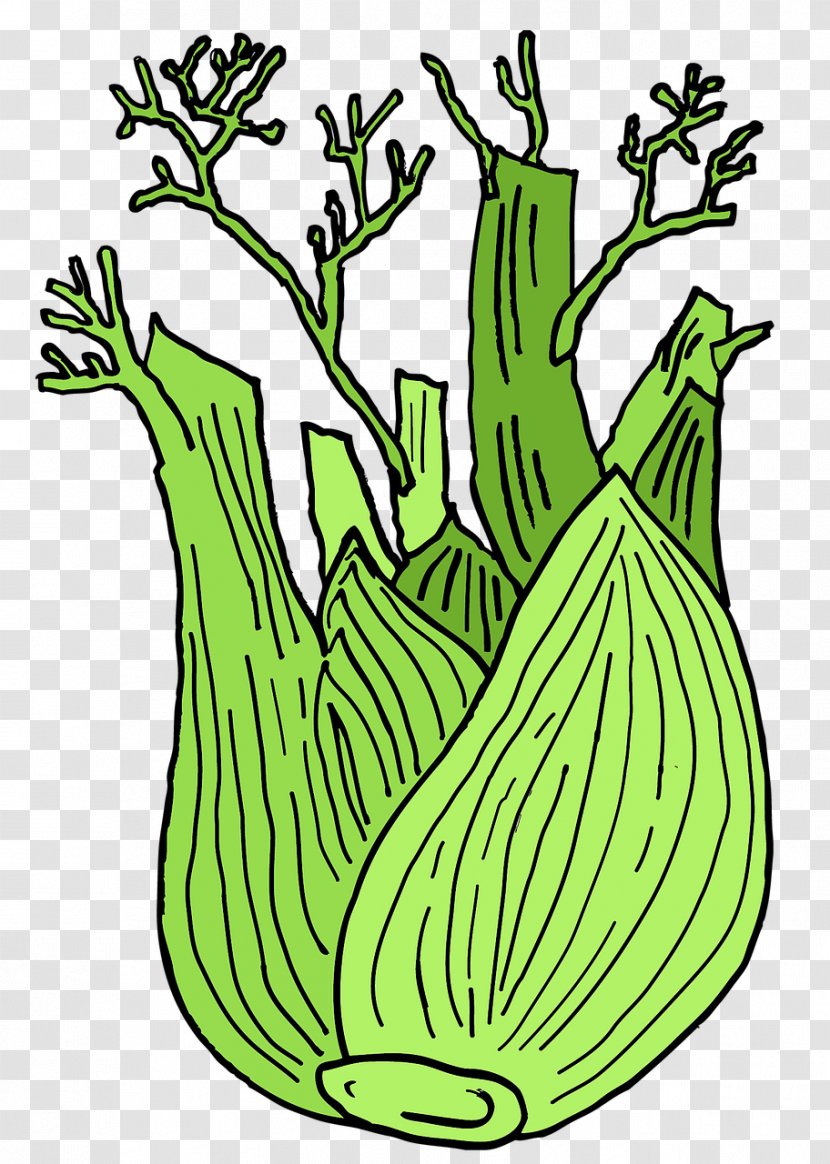 Fennel Plant Vegetable Anise Drawing - Leaf - Green Vegetables Transparent PNG