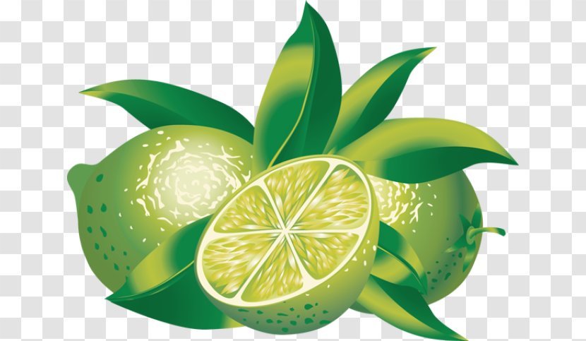 Lime Calamondin Drawing Clip Art - Plant - Lemon Orange Transparent PNG