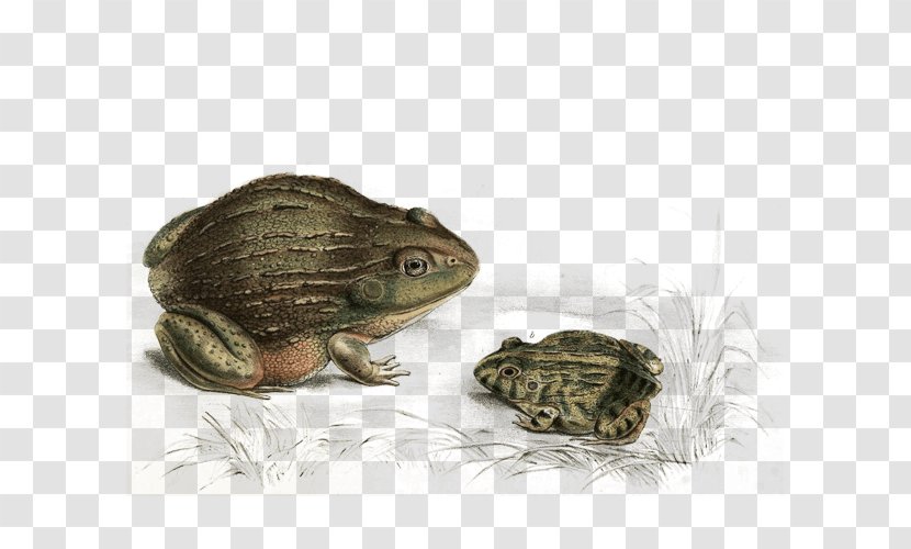 Toad Frog True Bufo Anaxyrus - Colorado River - Tortoise Transparent PNG