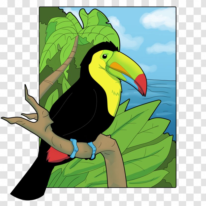 Beak Keel-billed Toucan Drawing Channel-billed Clip Art - Bird Transparent PNG