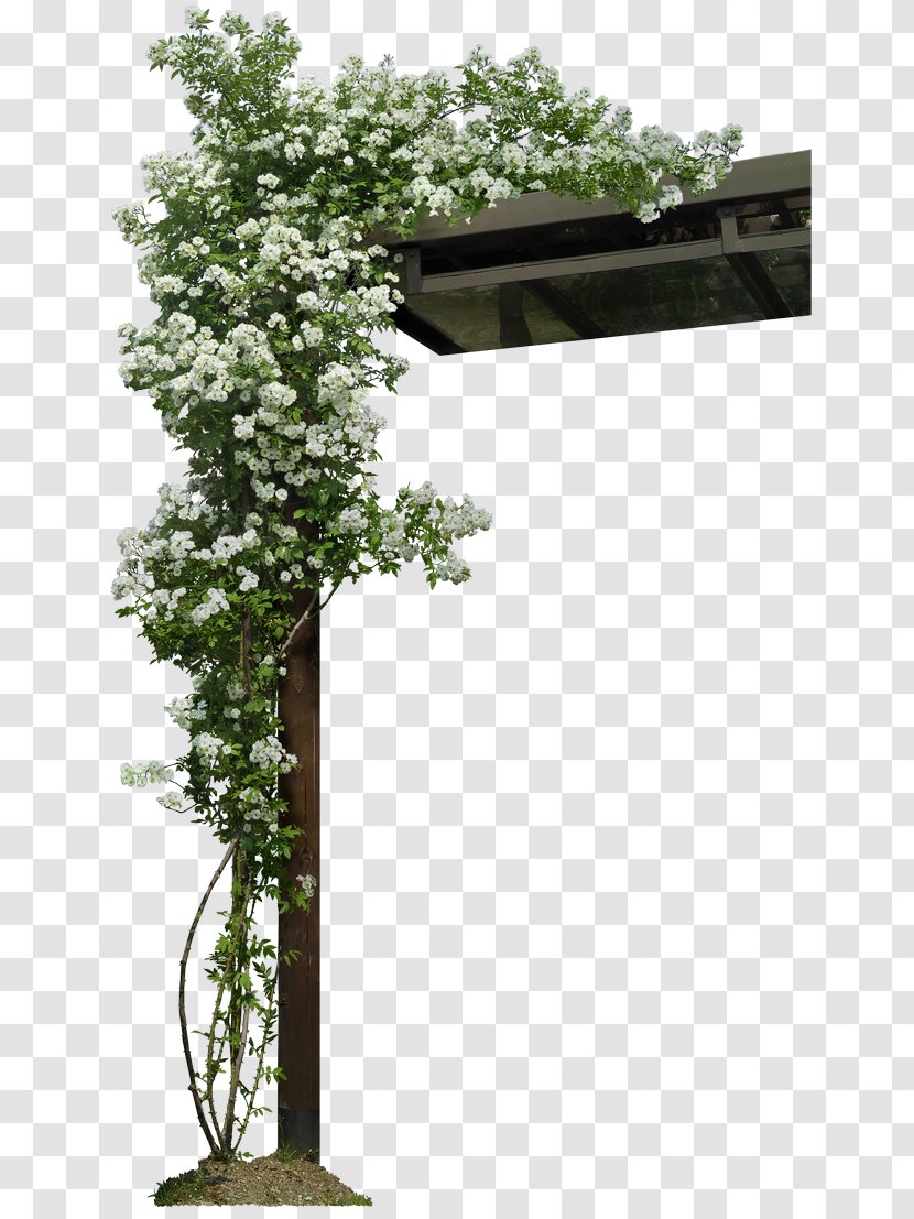 Plant Vine Livistona Chinensis Tree Lavender - Grass Transparent PNG