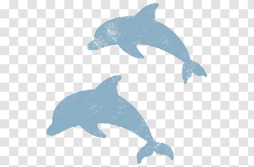 Common Bottlenose Dolphin Tucuxi Rough-toothed Fauna - Marine Biology Transparent PNG