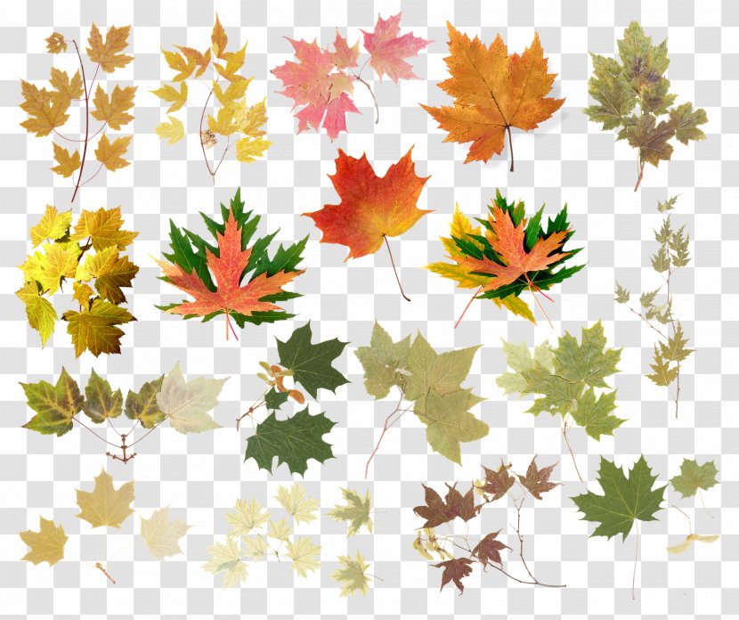 Leaf Raster Graphics Tree Abscission Clip Art - Autumn Transparent PNG
